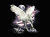 pegasus_stardust.jpg