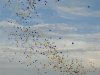 DSCF1705.JPG