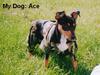 ace_camo_my_dog_ace.jpg
