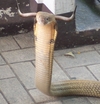 maverick_cobra_original.jpg