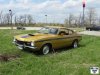 4th_meet_gold_comet_front_grass_copy_original.jpg