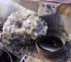 cowl mouse condo2.jpg