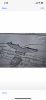 C1B78279-EBD2-4BDC-B298-AD075AA911E9.png