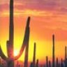 cactusgrabber