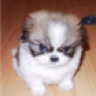 poopieboots