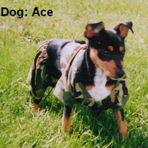 Ace The Mighty Maverick Guard Dog