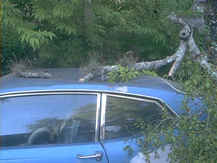 Hit By Tree While Awaiting Restoration